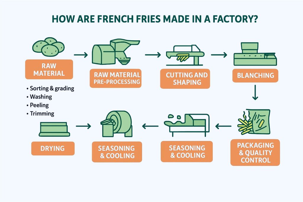Comment les frites sont-elles fabriquées dans une usine ?