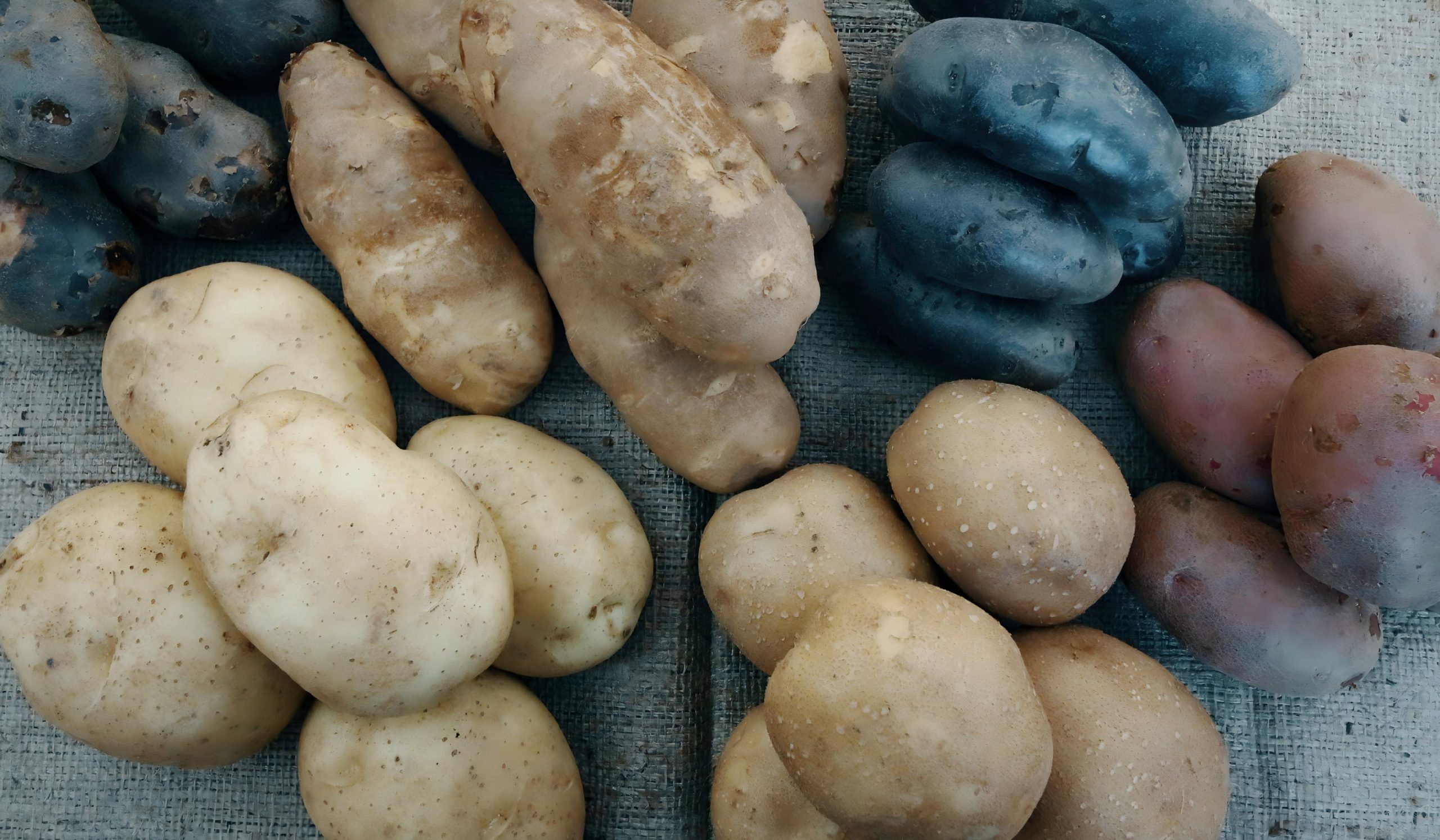 Meilleures pommes de terre pour les frites